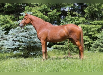Trakehner, Mare, 6 years, 16.1 hh, Chestnut-Red