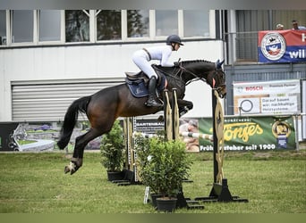 Trakehner, Mare, 6 years, 16.1 hh, Smoky-Black