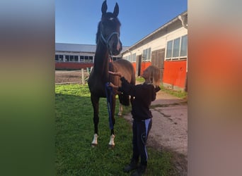 Trakehner, Mare, 6 years, 16.2 hh, Bay-Dark