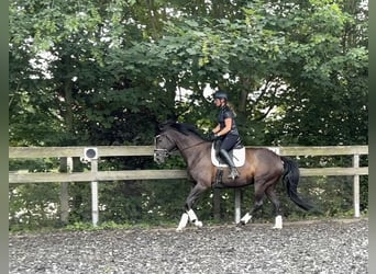 Trakehner, Mare, 6 years, 16.3 hh, Black