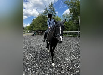 Trakehner, Mare, 6 years, 16.3 hh, Black
