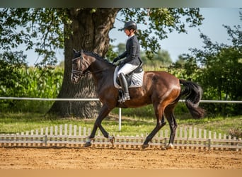 Trakehner, Mare, 6 years, 16.3 hh, Black
