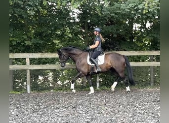 Trakehner, Mare, 6 years, 16.3 hh, Black
