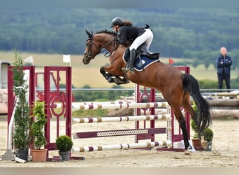 Trakehner, Mare, 6 years, 16.3 hh, Brown