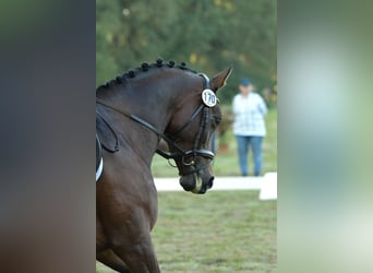 Trakehner, Mare, 6 years, 16 hh, Bay-Dark