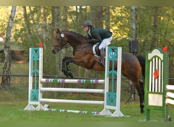 Trakehner, Mare, 6 years, 16 hh, Bay-Dark