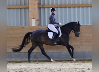 Trakehner, Mare, 6 years, 16 hh, Brown