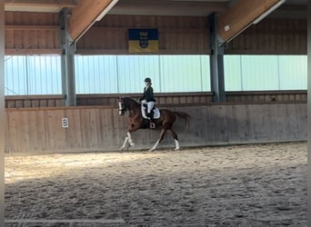 Trakehner, Mare, 6 years, 16 hh, Chestnut-Red