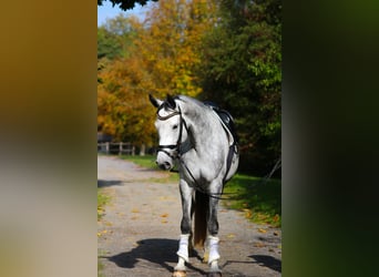 Trakehner, Mare, 6 years, 16 hh, Grey-Dapple