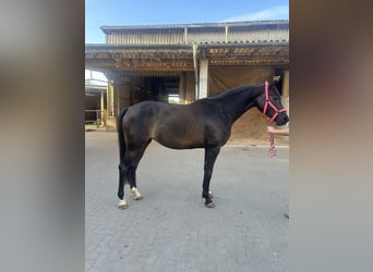 Trakehner, Mare, 6 years, 16 hh, Smoky-Black