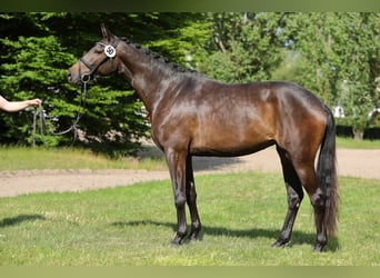 Trakehner, Mare, 6 years, 16,1 hh, Bay-Dark