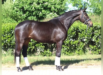 Trakehner, Mare, 6 years, 16,1 hh, Bay-Dark