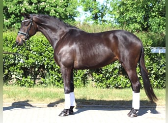 Trakehner, Mare, 6 years, 16,1 hh, Bay-Dark