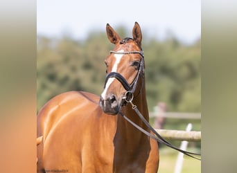 Trakehner, Mare, 6 years, 16,1 hh, Brown