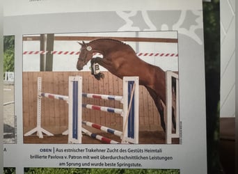 Trakehner, Mare, 6 years, 16,1 hh, Brown