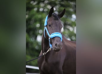 Trakehner, Mare, 6 years, 16,2 hh, Black