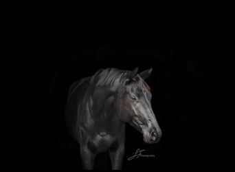 Trakehner, Mare, 6 years, 16,2 hh, Black