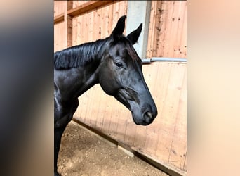 Trakehner, Mare, 6 years, 16,2 hh, Black