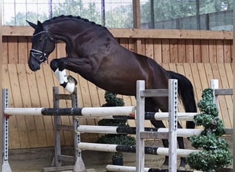 Trakehner, Mare, 6 years, 16,2 hh, Black