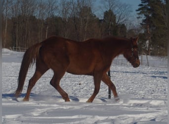 Trakehner, Mare, 6 years, 16,2 hh, Chestnut
