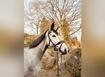 Trakehner, Mare, 6 years, 17 hh, Gray