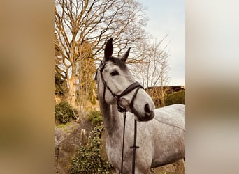 Trakehner, Mare, 6 years, 17 hh, Gray