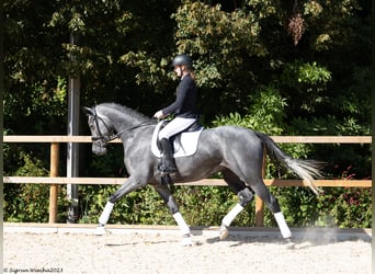 Trakehner, Mare, 6 years, Gray