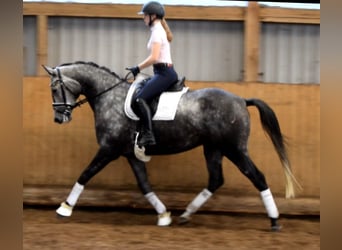 Trakehner, Mare, 7 years, 16.1 hh, Gray