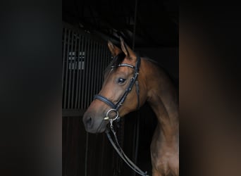 Trakehner, Mare, 7 years, 16.2 hh, Brown