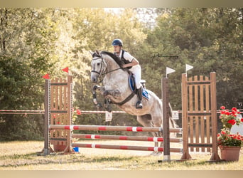 Trakehner, Mare, 7 years, 16.2 hh, Gray