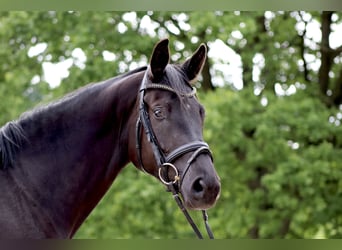 Trakehner, Mare, 7 years, 16.2 hh, Smoky-Black