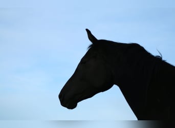 Trakehner, Mare, 7 years, 16.2 hh, Smoky-Black