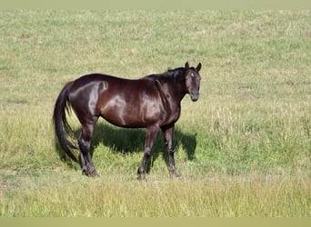 Trakehner, Mare, 7 years, 16.2 hh, Smoky-Black