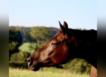 Trakehner, Mare, 7 years, 16.2 hh, Smoky-Black