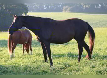 Trakehner, Mare, 7 years, 16.2 hh, Smoky-Black