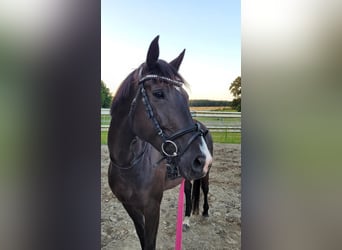 Trakehner Mix, Mare, 7 years, 16 hh, Black