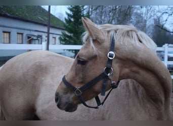 Trakehner, Mare, 7 years, 16 hh, Palomino