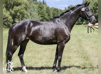 Trakehner, Mare, 7 years, 16,1 hh, Bay-Dark