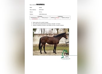 Trakehner, Mare, 7 years, 16,1 hh, Brown
