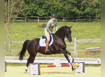 Trakehner, Mare, 7 years, 16,2 hh, Bay-Dark