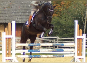 Trakehner, Mare, 7 years, 16,2 hh, Bay-Dark