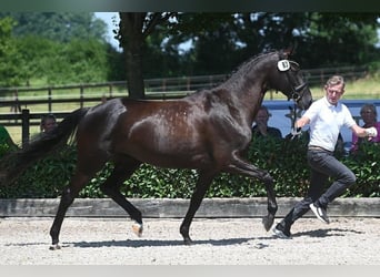 Trakehner, Mare, 7 years, 16,2 hh, Bay-Dark