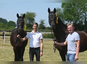 Trakehner, Mare, 7 years, 16,2 hh, Bay-Dark