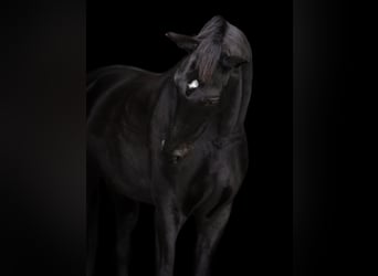 Trakehner, Mare, 7 years, 16,2 hh, Black