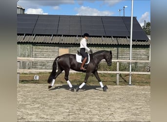 Trakehner, Mare, 7 years, 16,2 hh, Black