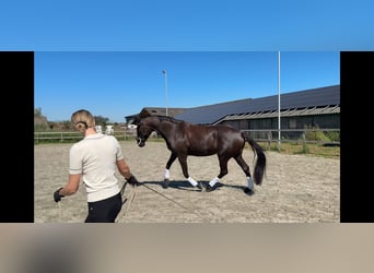 Trakehner, Mare, 7 years, 16,2 hh, Black