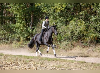 Trakehner, Mare, 7 years, 16,2 hh, Black