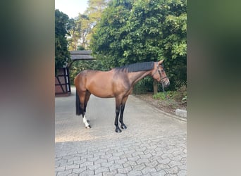 Trakehner, Mare, 7 years, 17 hh, Brown