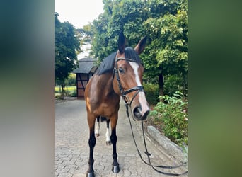 Trakehner, Mare, 7 years, 17 hh, Brown
