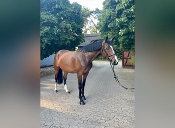 Trakehner, Mare, 7 years, 17 hh, Brown